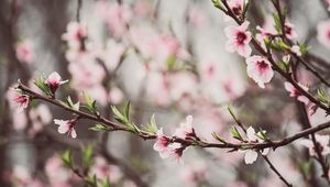 Preview wallpaper peach flowers, flowers, peach, branch, petals, spring