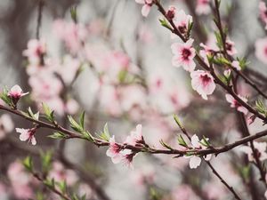 Preview wallpaper peach flowers, flowers, peach, branch, petals, spring