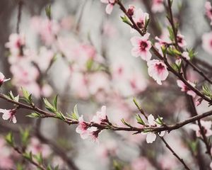 Preview wallpaper peach flowers, flowers, peach, branch, petals, spring