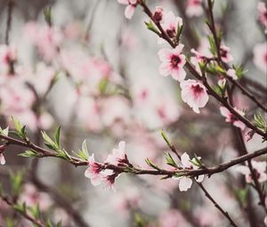 Preview wallpaper peach flowers, flowers, peach, branch, petals, spring