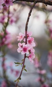 Preview wallpaper peach, flowers, petals, branch