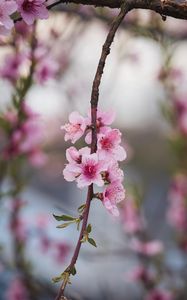 Preview wallpaper peach, flowers, petals, branch