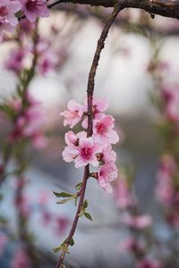 Preview wallpaper peach, flowers, petals, branch