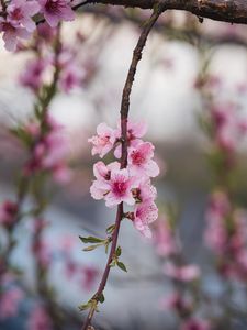 Preview wallpaper peach, flowers, petals, branch