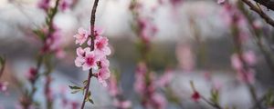 Preview wallpaper peach, flowers, petals, branch