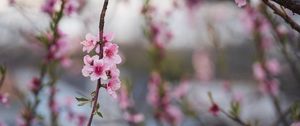 Preview wallpaper peach, flowers, petals, branch