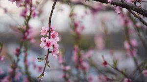 Preview wallpaper peach, flowers, petals, branch