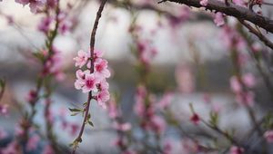 Preview wallpaper peach, flowers, petals, branch