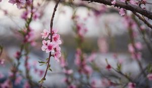 Preview wallpaper peach, flowers, petals, branch