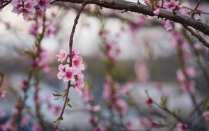 Preview wallpaper peach, flowers, petals, branch