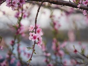 Preview wallpaper peach, flowers, petals, branch