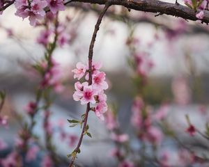 Preview wallpaper peach, flowers, petals, branch