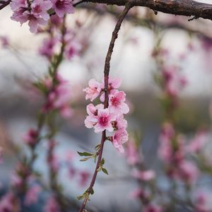 Preview wallpaper peach, flowers, petals, branch