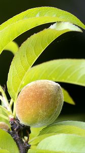 Preview wallpaper peach, fruit, leaves, branch, blur, macro