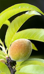 Preview wallpaper peach, fruit, leaves, branch, blur, macro