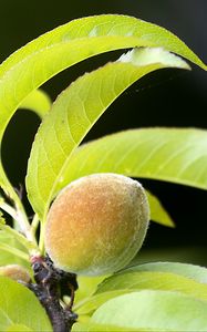 Preview wallpaper peach, fruit, leaves, branch, blur, macro