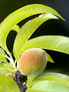 Preview wallpaper peach, fruit, leaves, branch, blur, macro