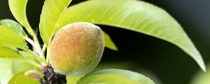 Preview wallpaper peach, fruit, leaves, branch, blur, macro