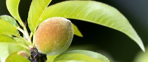 Preview wallpaper peach, fruit, leaves, branch, blur, macro