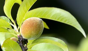 Preview wallpaper peach, fruit, leaves, branch, blur, macro