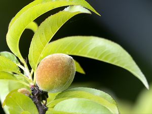 Preview wallpaper peach, fruit, leaves, branch, blur, macro