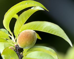 Preview wallpaper peach, fruit, leaves, branch, blur, macro