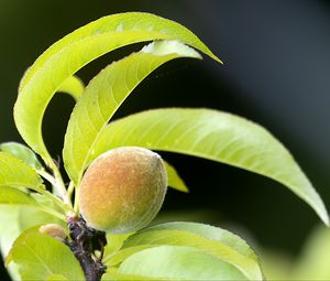 Preview wallpaper peach, fruit, leaves, branch, blur, macro