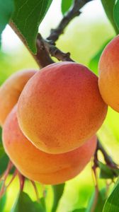 Preview wallpaper peach, fruit, tree, branch