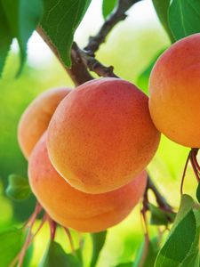 Preview wallpaper peach, fruit, tree, branch