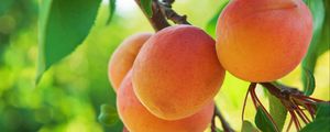 Preview wallpaper peach, fruit, tree, branch