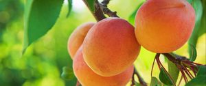 Preview wallpaper peach, fruit, tree, branch