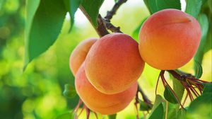 Preview wallpaper peach, fruit, tree, branch