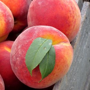 Preview wallpaper peach, leaves, fruit