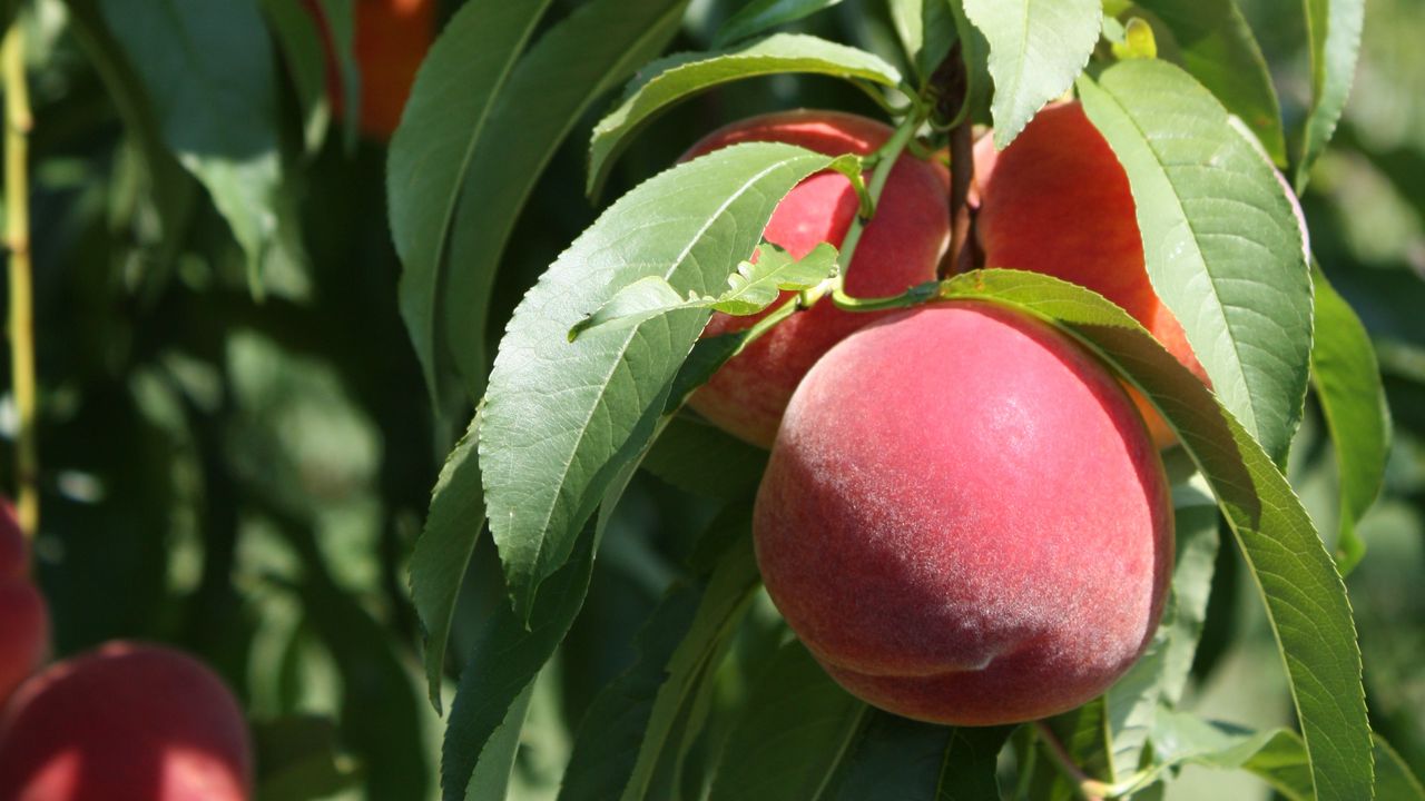 Wallpaper peaches, fruit, ripe, branches, leaves, macro