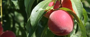 Preview wallpaper peaches, fruit, ripe, branches, leaves, macro