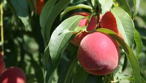 Preview wallpaper peaches, fruit, ripe, branches, leaves, macro