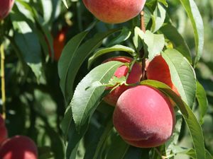 Preview wallpaper peaches, fruit, ripe, branches, leaves, macro