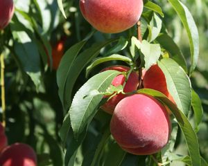 Preview wallpaper peaches, fruit, ripe, branches, leaves, macro