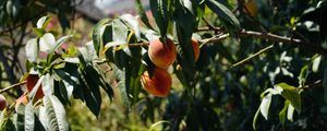 Preview wallpaper peaches, fruit, tree, branches