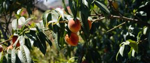 Preview wallpaper peaches, fruit, tree, branches