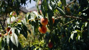 Preview wallpaper peaches, fruit, tree, branches