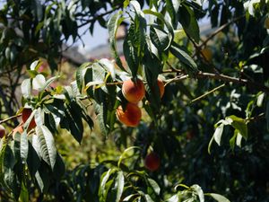 Preview wallpaper peaches, fruit, tree, branches