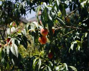 Preview wallpaper peaches, fruit, tree, branches