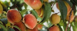 Preview wallpaper peaches, fruits, tree, branches, leaves