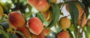 Preview wallpaper peaches, fruits, tree, branches, leaves