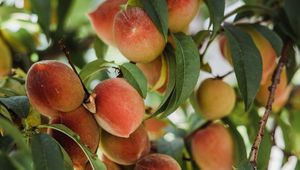 Preview wallpaper peaches, fruits, tree, branches, leaves