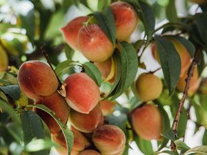 Preview wallpaper peaches, fruits, tree, branches, leaves