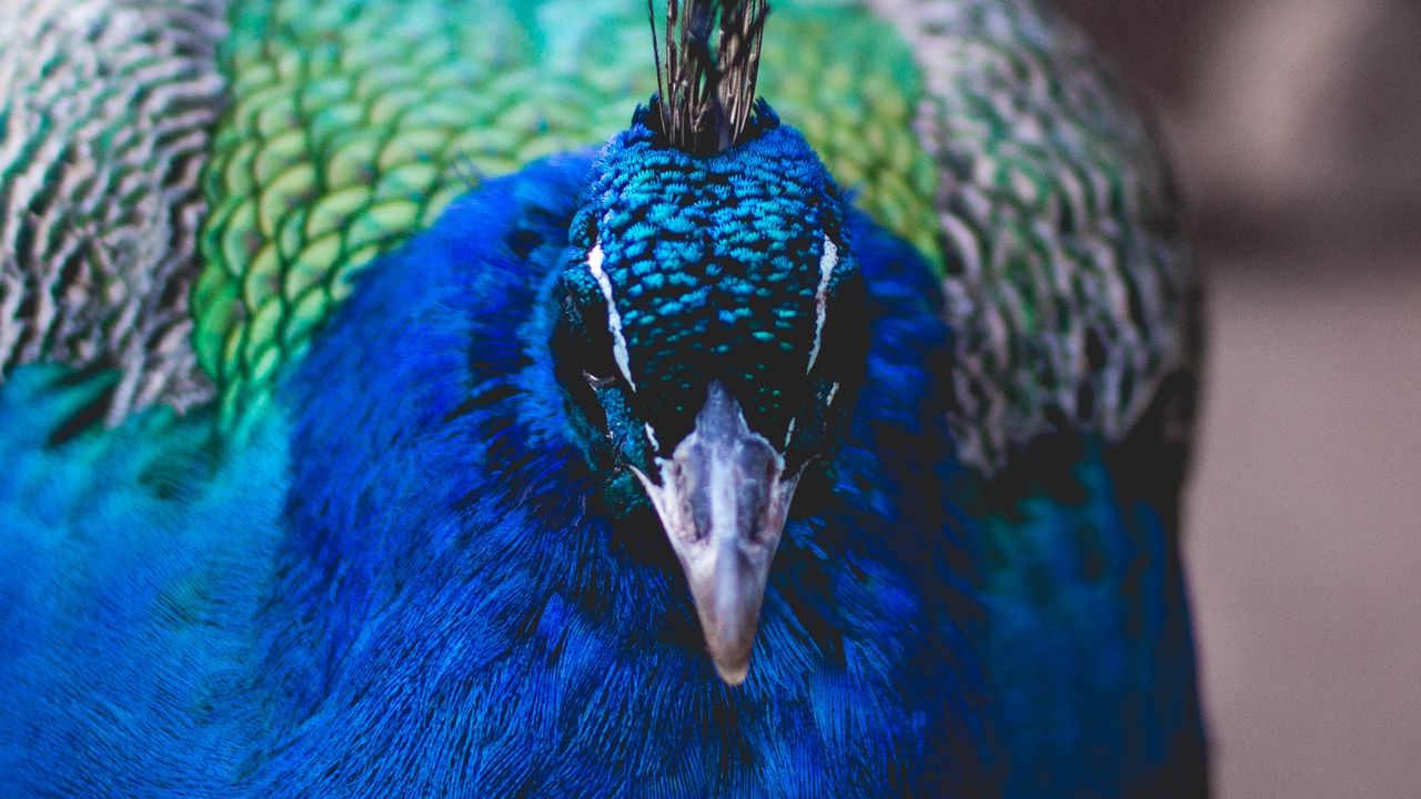 Wallpaper peacock, bird, beak, color, feathering
