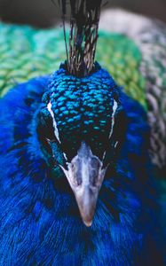 Preview wallpaper peacock, bird, beak, color, feathering