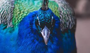 Preview wallpaper peacock, bird, beak, color, feathering